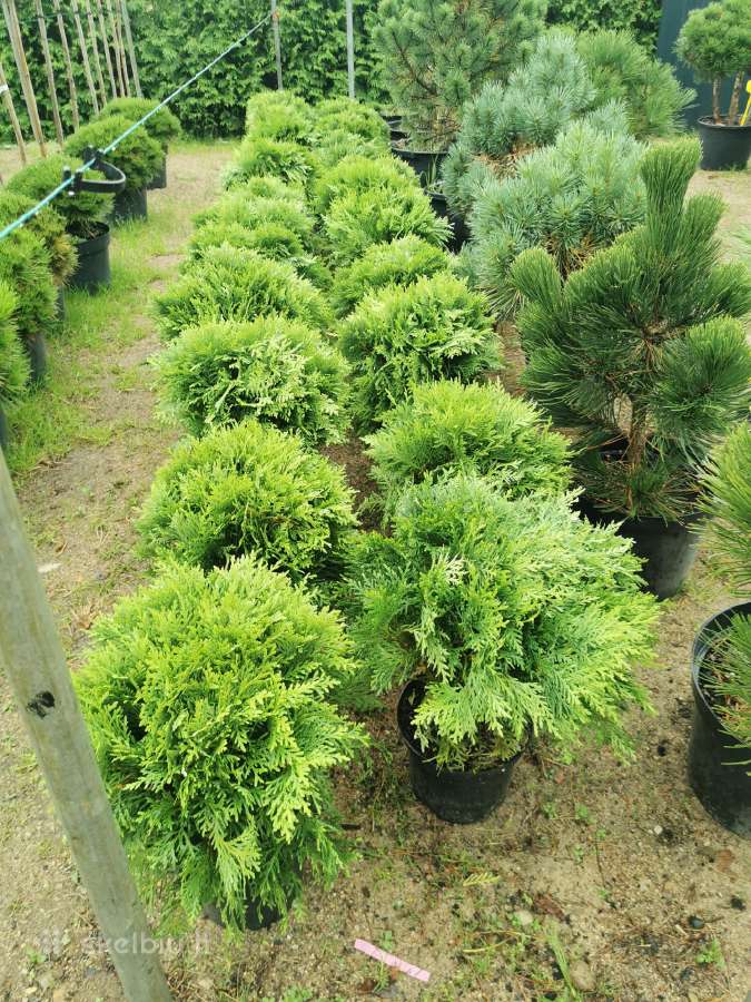 Tujos Vilniuje smaragdines tujos premium kokybės - nuotraukos Nr. 14