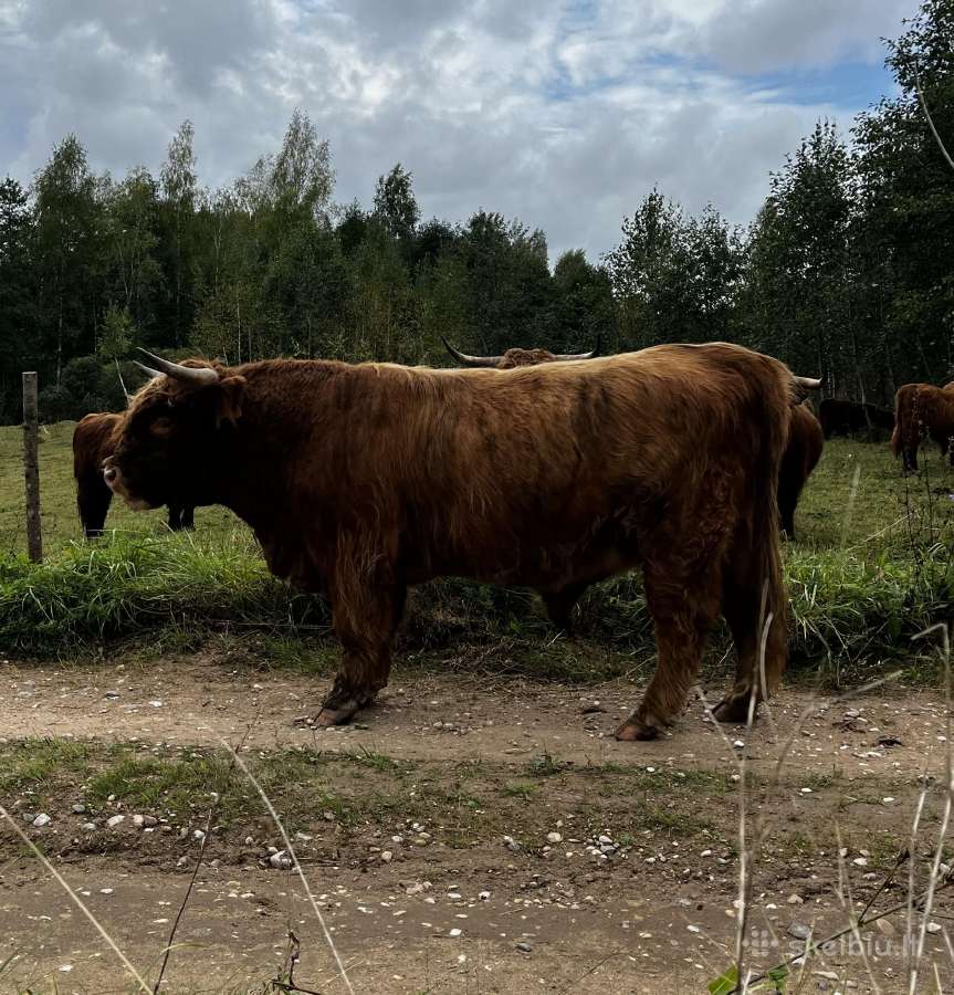 Highland Cattle Fam Visnapuu - nuotraukos Nr. 9
