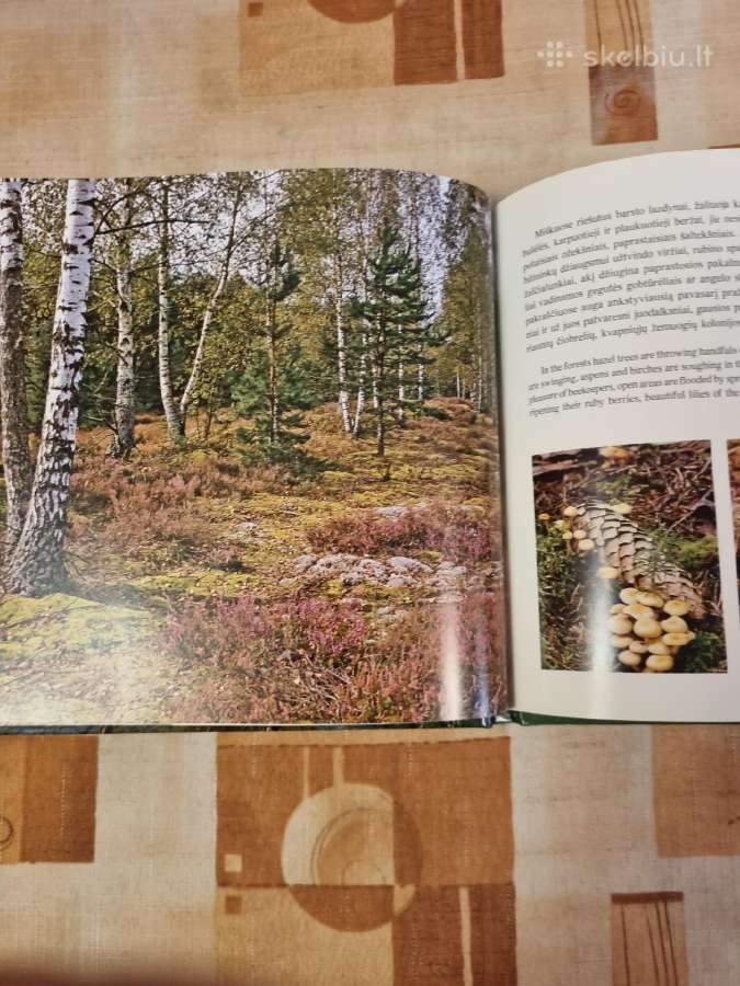 Senovę menantys miškai - nuotraukos Nr. 6