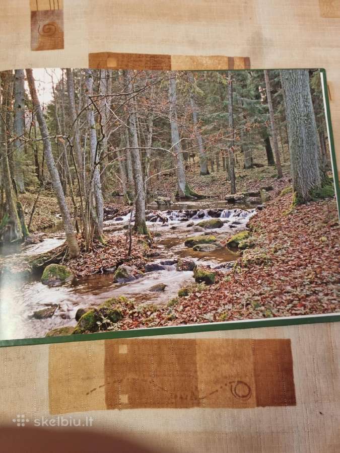 Senovę menantys miškai - nuotraukos Nr. 8