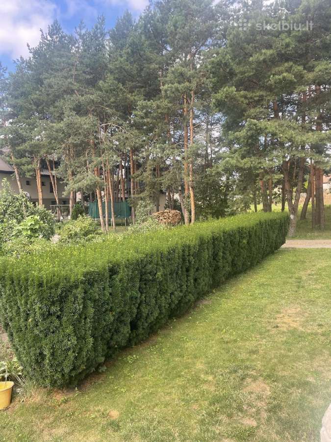 Kukmedžiai koloniniai užauginti Lietuvoje