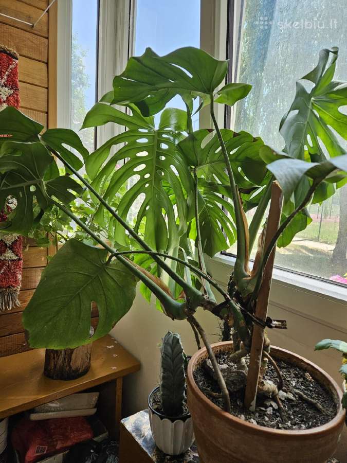 Monstera - nuotraukos Nr. 2