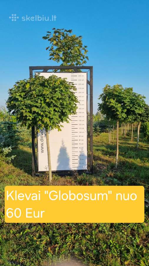 Įvairūs dekoratyviniai augalai Kaune! - nuotraukos Nr. 33