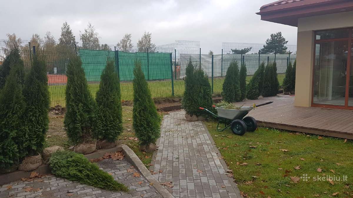 Tujos smaragd Vilniuje tuja smaragd gyvatvorei - nuotraukos Nr. 8