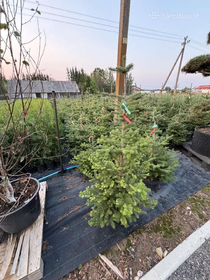 Tujos Smaragd Brabant Juodosios Kalninės Pušys - nuotraukos Nr. 26
