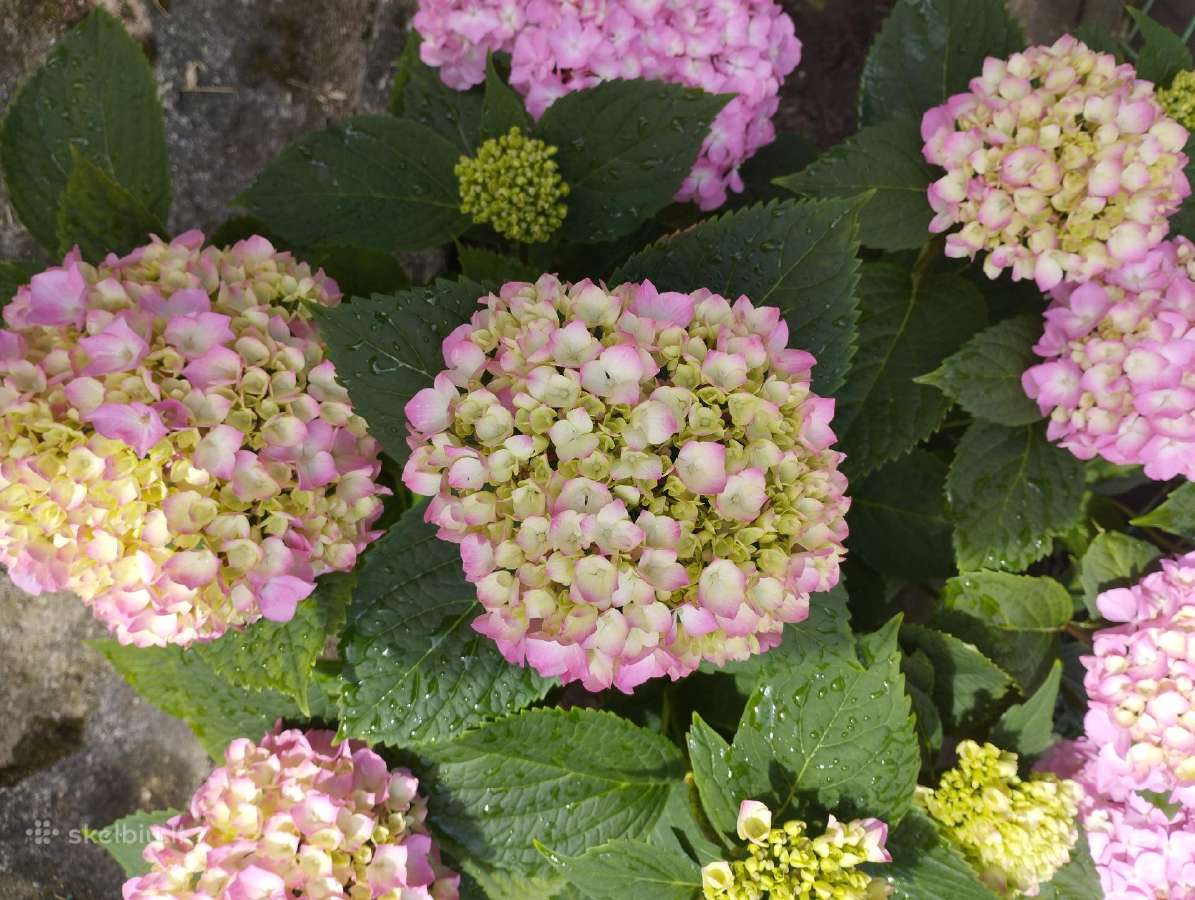Senovinės hortenzijos - nuotraukos Nr. 5