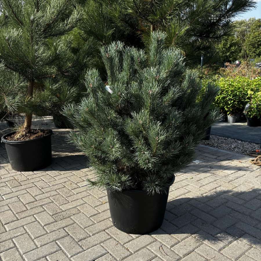 Dekoratyviniai lauko augalai – tujos, kadagiai, pu - nuotraukos Nr. 24