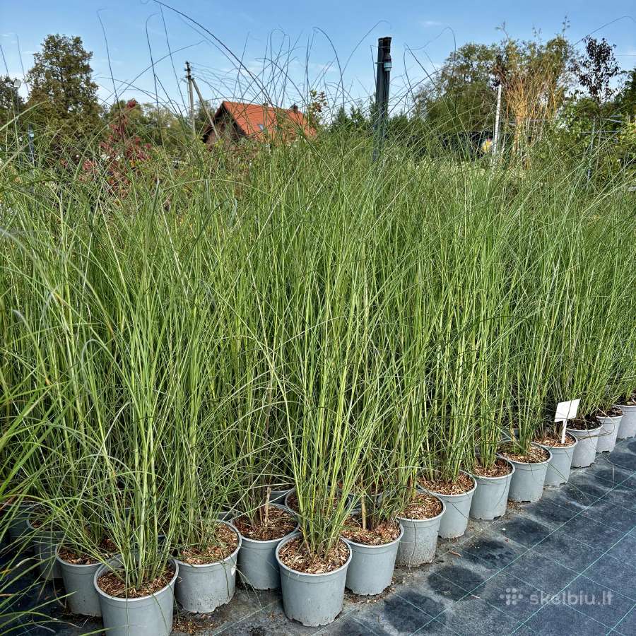 Dekoratyviniai lauko augalai – tujos, kadagiai, pu - nuotraukos Nr. 27