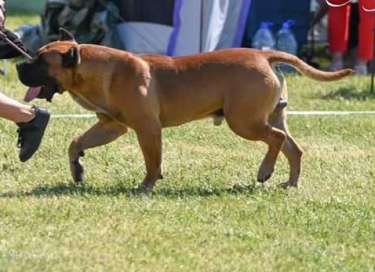 Kanaru dogai(presa Canario)sulaukėme vados - nuotraukos Nr. 4