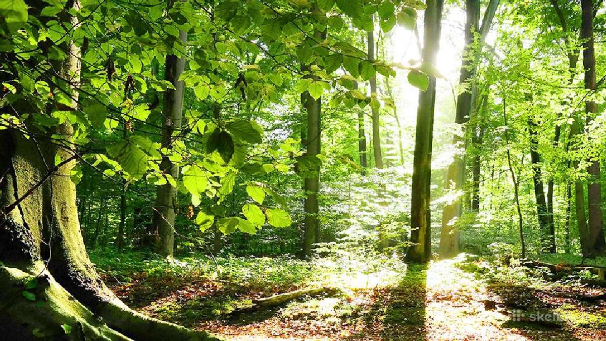 Depiliacija moterims