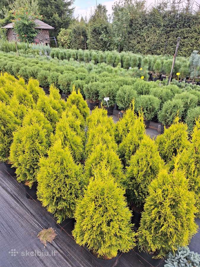 Medelynas "Visžalis"- aukščiausios kokybės augalai - nuotraukos Nr. 11