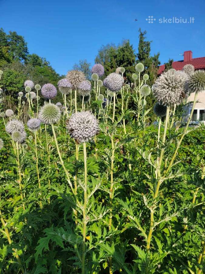 Sėklos bitėms! Apskritagalvis bandrenis - nuotraukos Nr. 3