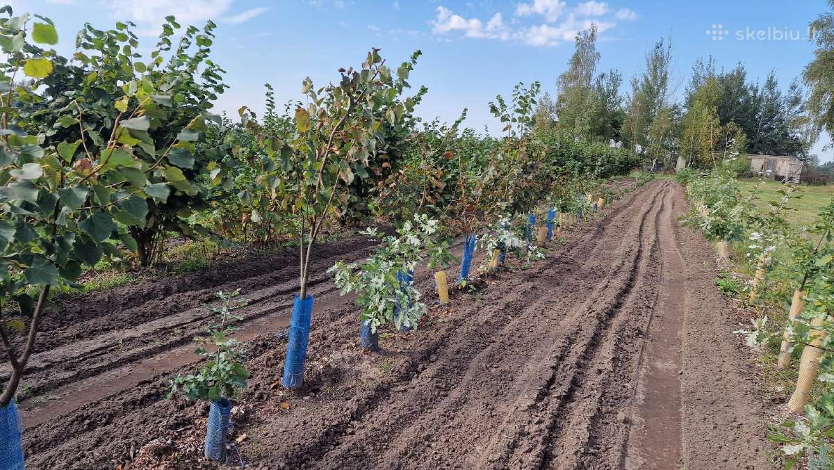 Parduodami Liepų sodinukai nuo 2 iki 5metrų ūgio - nuotraukos Nr. 7