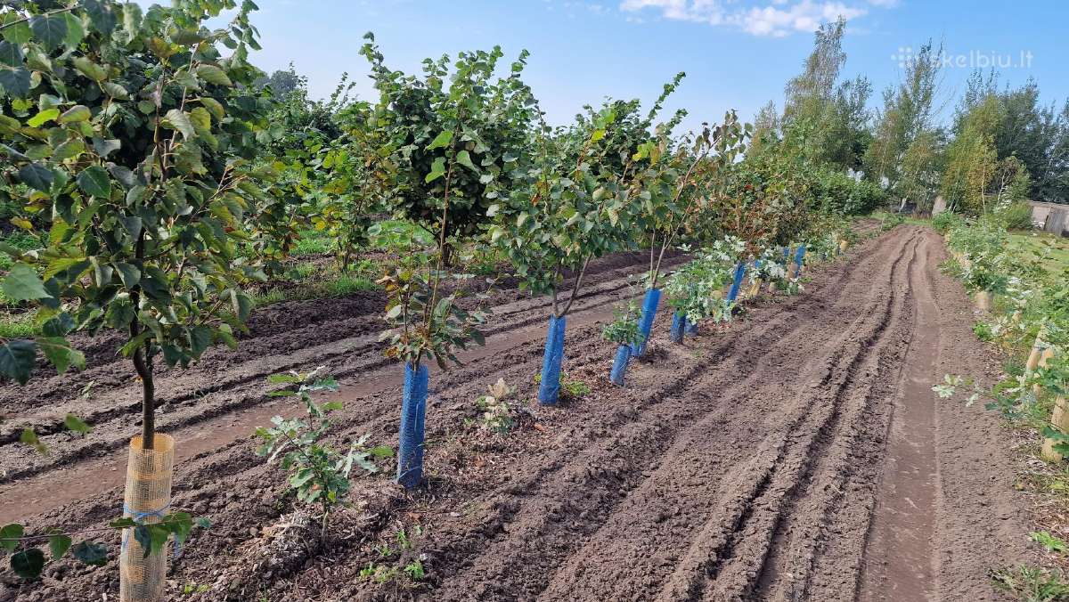 Parduodami Liepų sodinukai nuo 2 iki 5metrų ūgio - nuotraukos Nr. 9