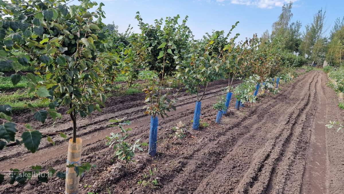 Parduodami Liepų sodinukai nuo 2 iki 5metrų ūgio - nuotraukos Nr. 11