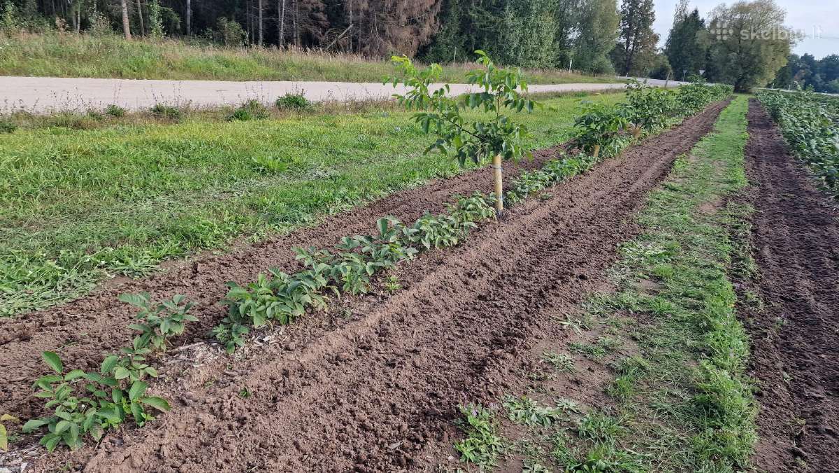 Graikinių riešutmedžių sodinukai 2-trų metų - nuotraukos Nr. 7