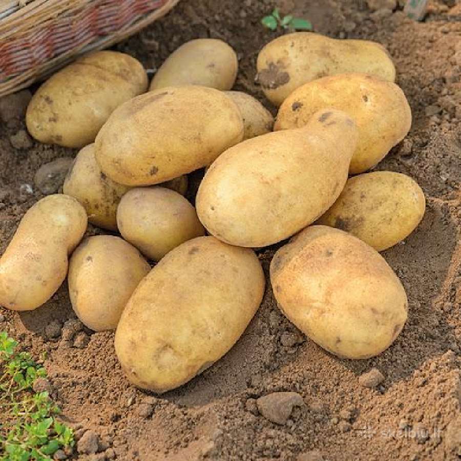 Ekologiškos bulvės (saraja,alouette) 0,30€ už 1 kg