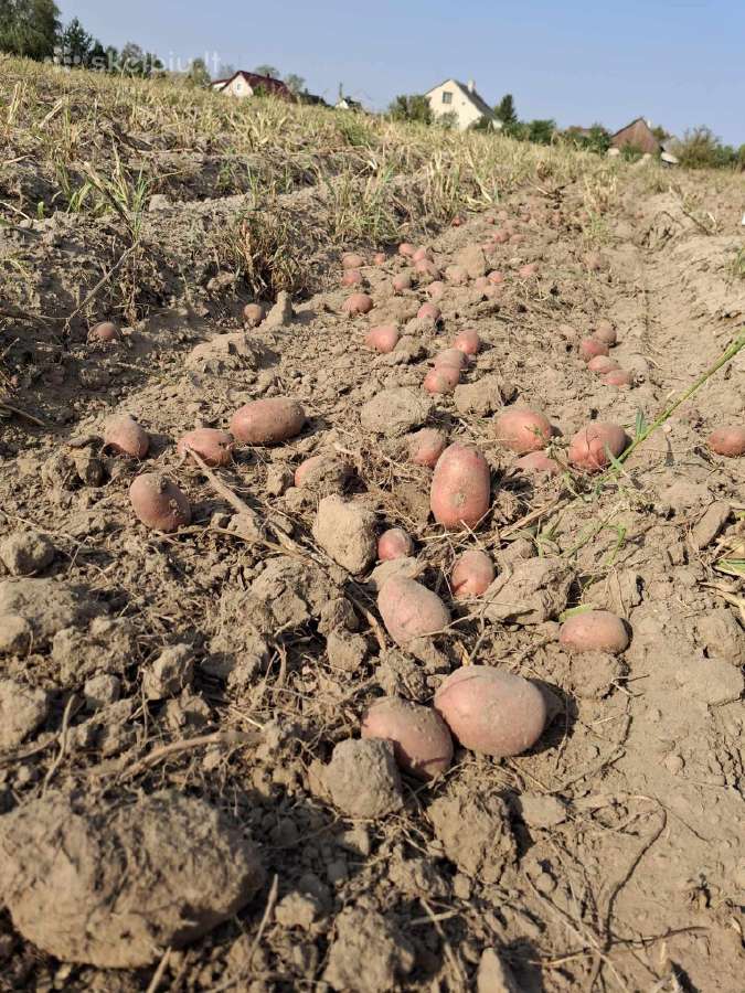 Ekologiškos bulvės (saraja,alouette) 0,30€ už 1 kg - nuotraukos Nr. 2