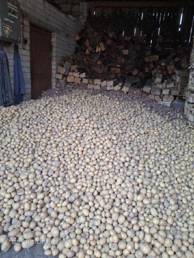 Ekologiškos bulvės (saraja,alouette) 0,30€ už 1 kg - nuotraukos Nr. 4