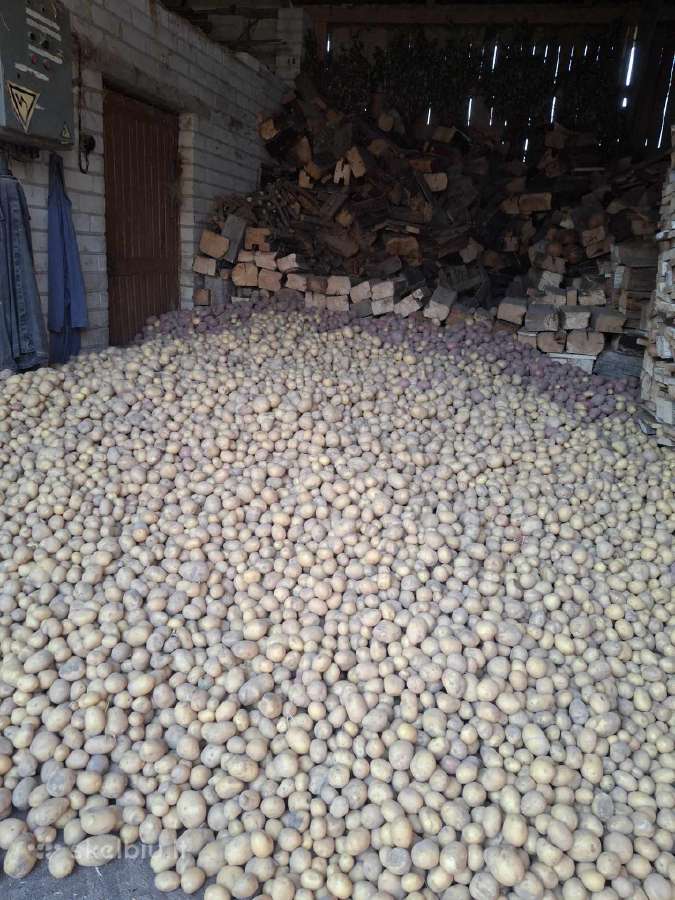 Ekologiškos bulvės (saraja,alouette) 0,50€ už 1 kg - nuotraukos Nr. 3