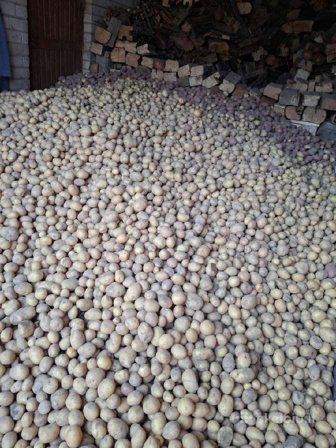 Ekologiškos bulvės (saraja,alouette) 0,30€ už 1 kg - nuotraukos Nr. 5