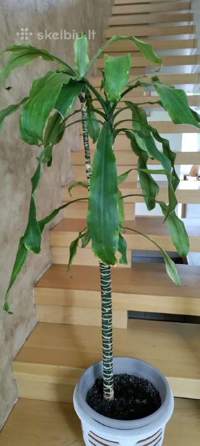 Kambarine gėlė- Dracaena.(120cm.aukštis) - nuotraukos Nr. 6