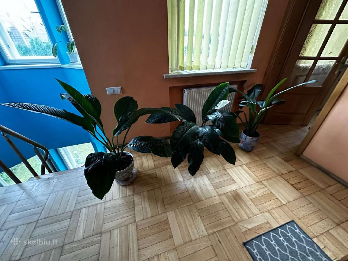 Parduodu gražią kambarinę Vėzdūnė (Spathiphyllum)