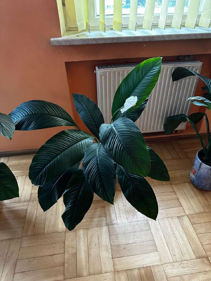 Parduodu gražią kambarinę Vėzdūnė (Spathiphyllum) - nuotraukos Nr. 2