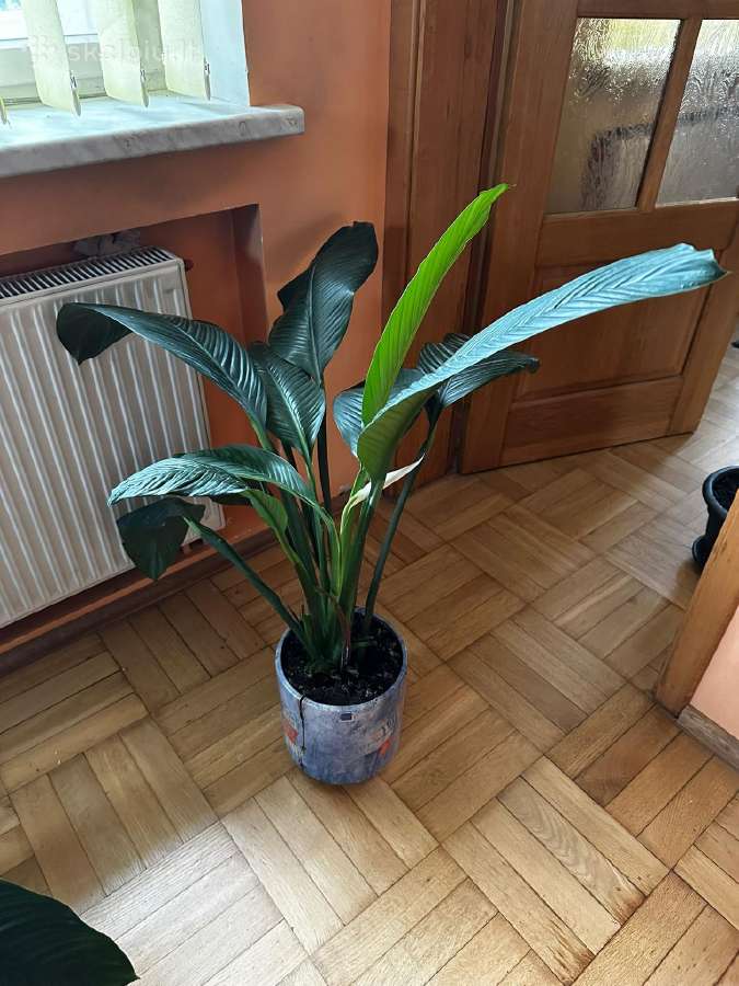 Parduodu gražią kambarinę Vėzdūnė (Spathiphyllum) - nuotraukos Nr. 3
