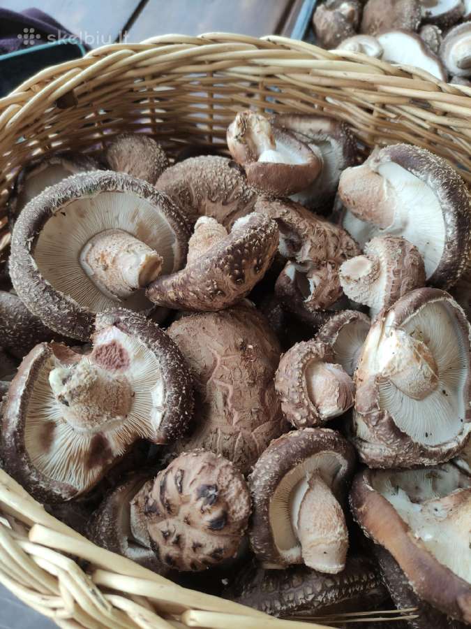 Parduodami švieži ir džiovinti Shiitake grybai