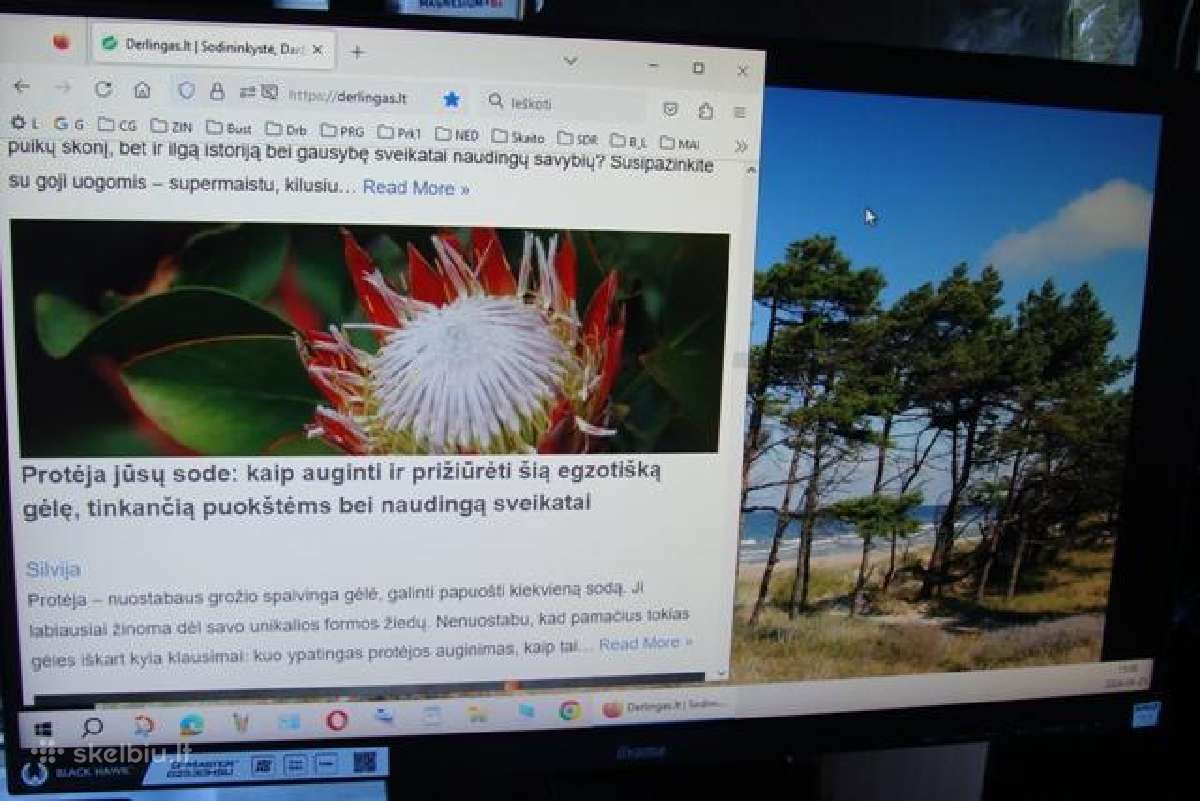 Monitorius