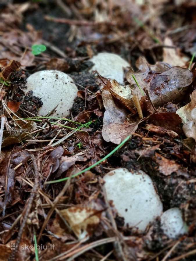 Poniabudės / žemės taukai / vesiolka
