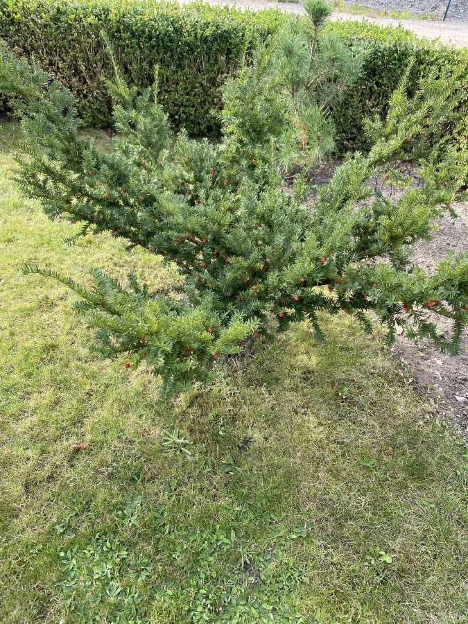 Parduodamas kukmedis - nuotraukos Nr. 3