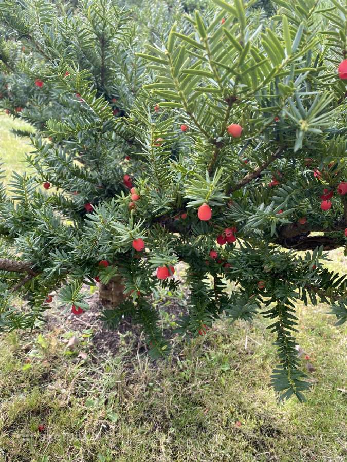 Parduodamas kukmedis - nuotraukos Nr. 4