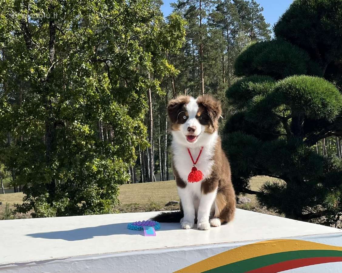 Mini Aussie /Miniatiūrinis amerikos avigan. /Mas - nuotraukos Nr. 16