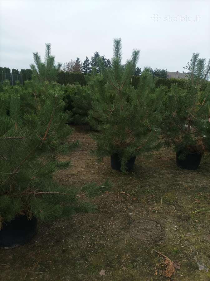 Juodosios pušys 1,8-2,5m. - nuotraukos Nr. 7