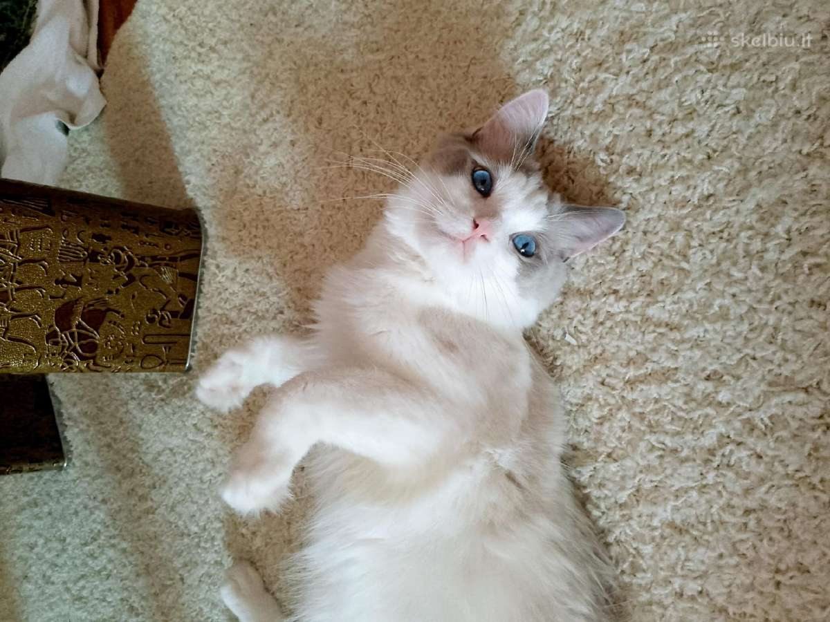 Kilmingi Ragdoll kačiukai - nuotraukos Nr. 17