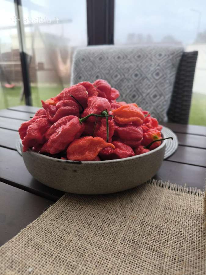 Carolina reaper paprika - Skelbiu.lt