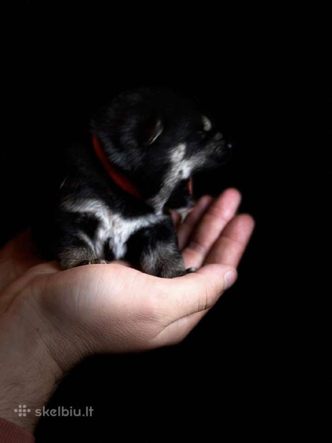 Šiba inu juodi šuniukai - nuotraukos Nr. 15