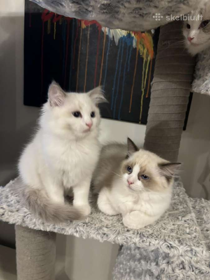 Ragdoll kaciukai - nuotraukos Nr. 14