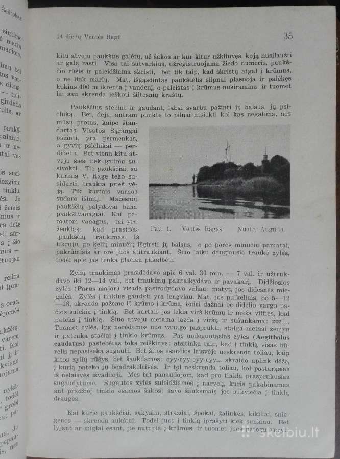1787. Gamta retas antikvarinis-kolekcinis - nuotraukos Nr. 7