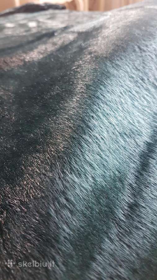 Audinys 300x160 cm