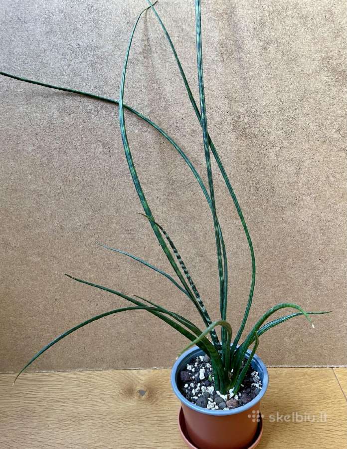 Sansevieria Fernwood - Skelbiu.lt