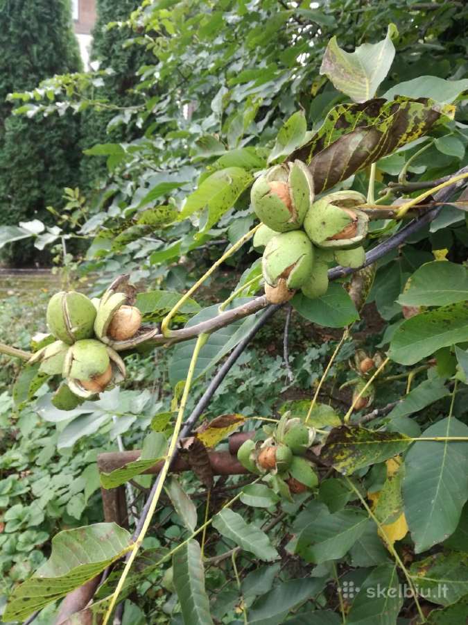 Graikinių riešutų sodinukai - nuotraukos Nr. 2