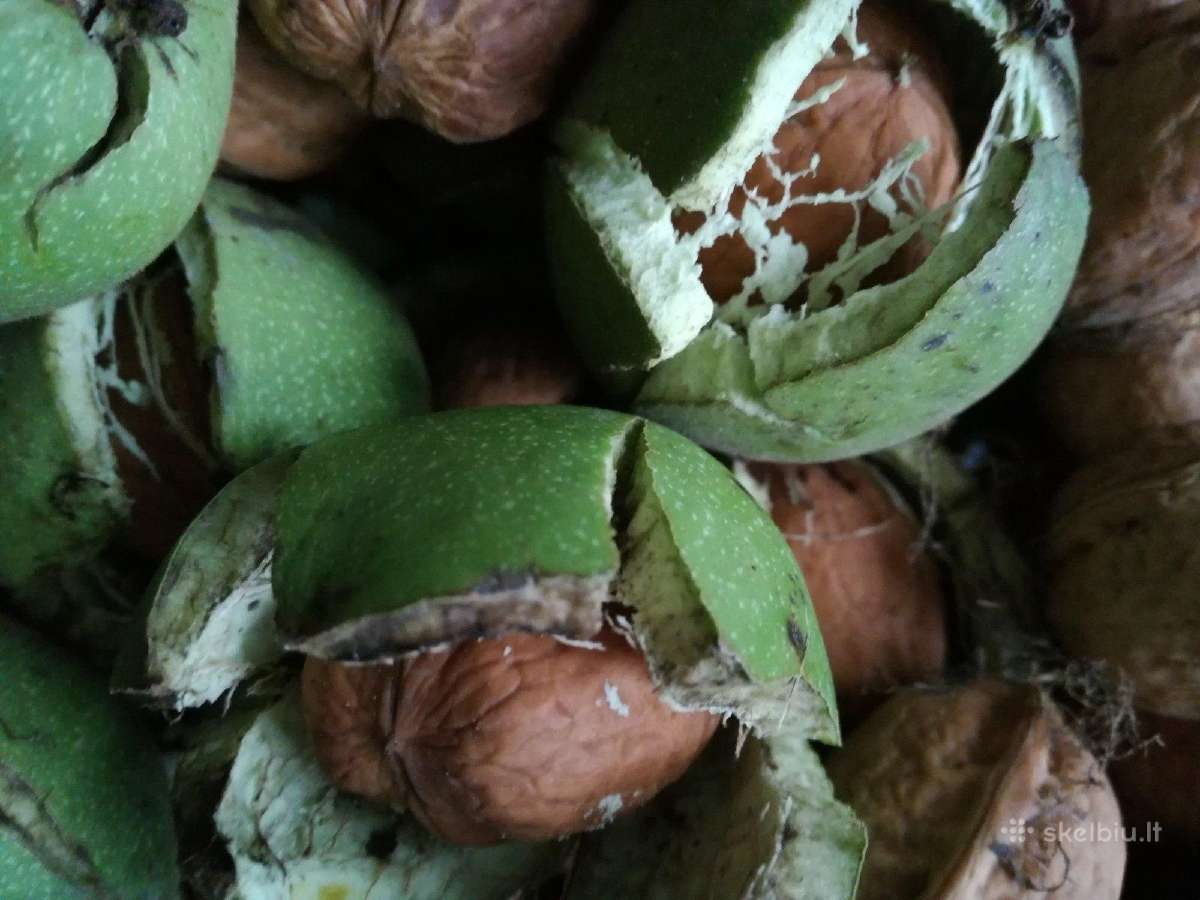 Graikinių riešutų sodinukai - nuotraukos Nr. 5