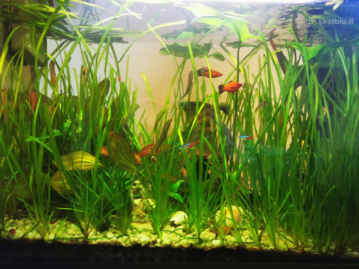 Parduodame akvariumo augalus 1 Eur/vnt. - nuotraukos Nr. 2