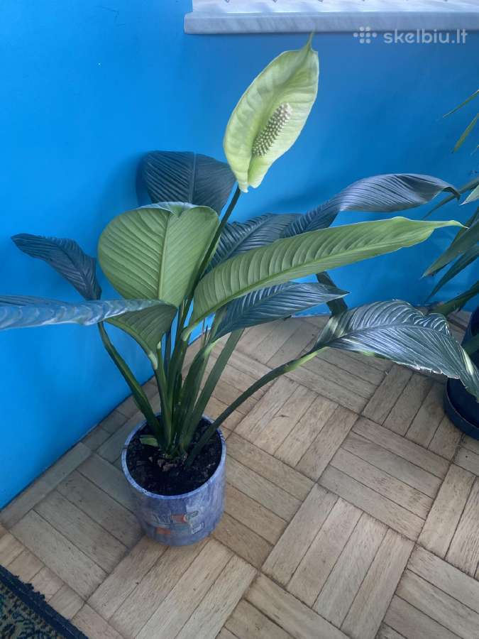 Parduodu gražią kambarinę Vėzdūnė (Spathiphyllum) - nuotraukos Nr. 5