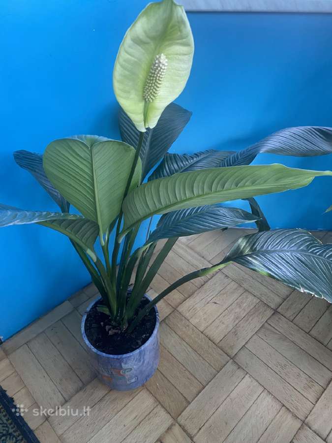Parduodu gražią kambarinę Vėzdūnė (Spathiphyllum) - nuotraukos Nr. 6