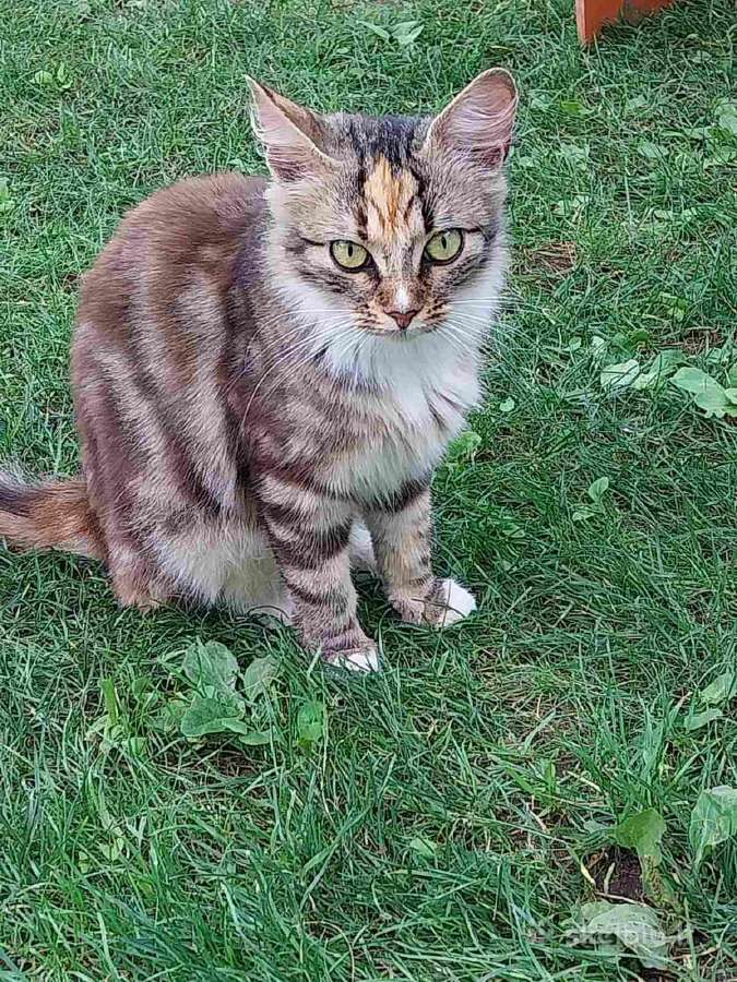 Dingo kate prie mokyklos Rastinenai.