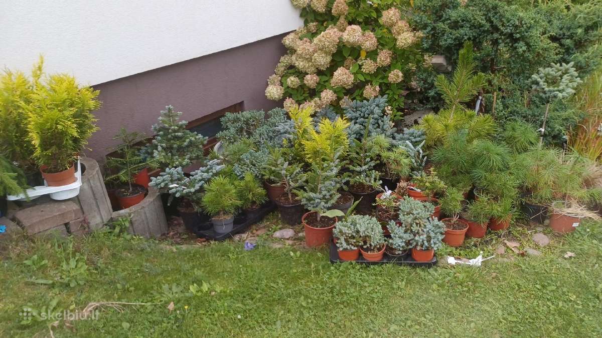 Pluoštine Juka - nuotraukos Nr. 30